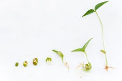 Graine qui a trempé et germé Graine qui a trempé et germé